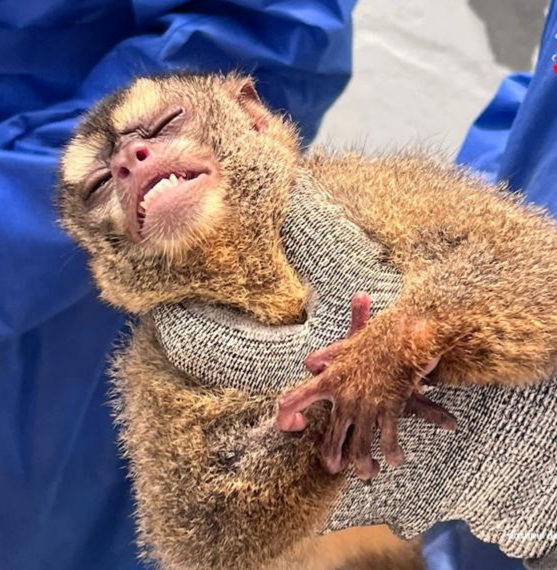 Investigan posible maltrato animal de monos en centro de investigación