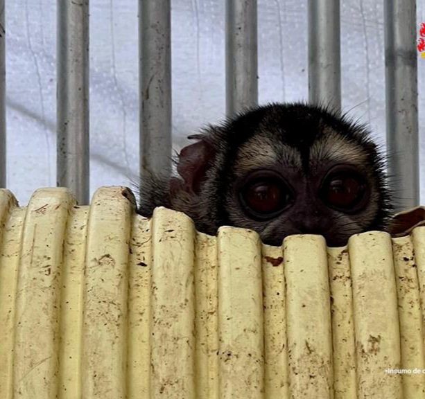 Investigan posible maltrato animal de monos en centro de investigación