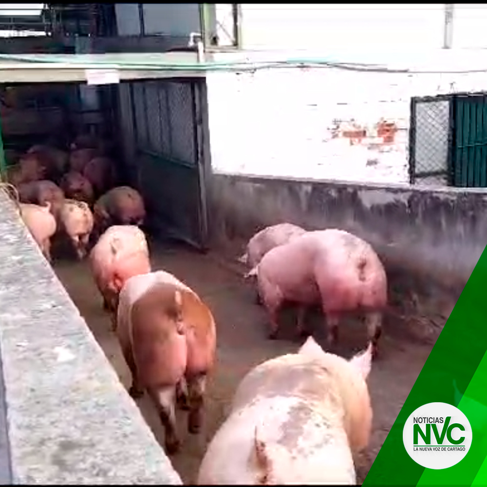 La Policía recuperó en Toro y Ansermanuevo, 61 cerdos que habían sido hurtados